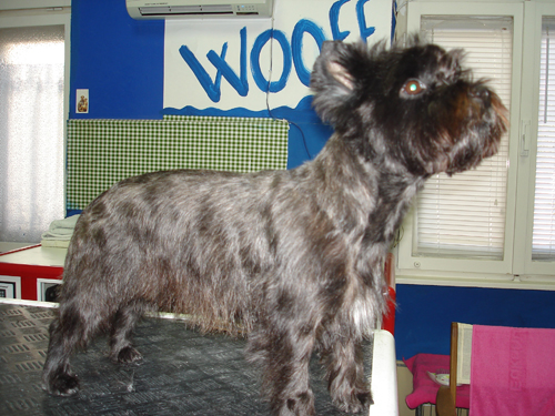 Cairn Terrier